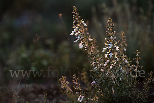 Schmalblättriger Gamander (Teucrium pseudochamaepitys)