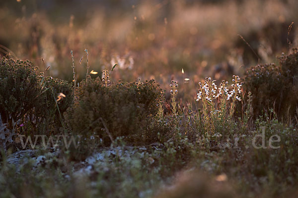 Schmalblättriger Gamander (Teucrium pseudochamaepitys)