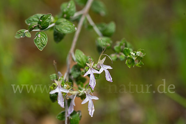 Schmalblättriger Gamander (Teucrium pseudochamaepitys)