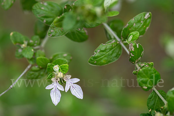 Schmalblättriger Gamander (Teucrium pseudochamaepitys)