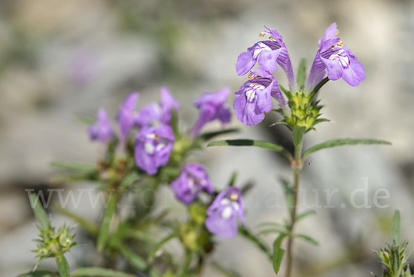 Schmalblättriger Hohlzahn (Galeopsis angustifolia)