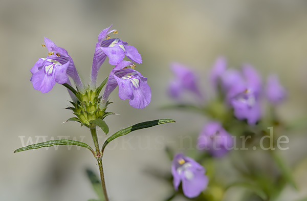 Schmalblättriger Hohlzahn (Galeopsis angustifolia)