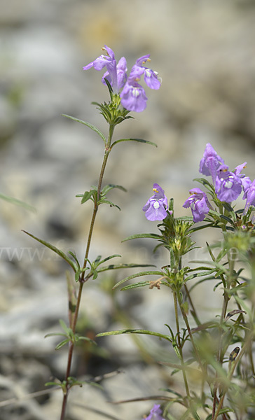 Schmalblättriger Hohlzahn (Galeopsis angustifolia)