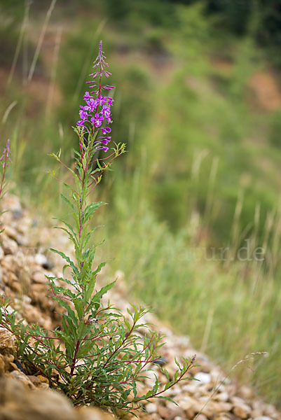 Schmalblättriges Weidenröschen (Epilobium angustifolium)