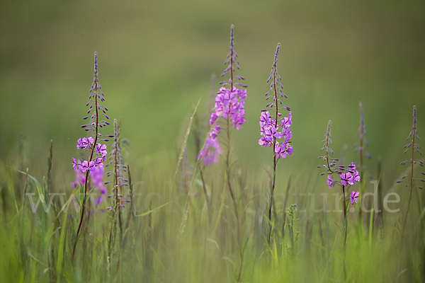 Schmalblättriges Weidenröschen (Epilobium angustifolium)