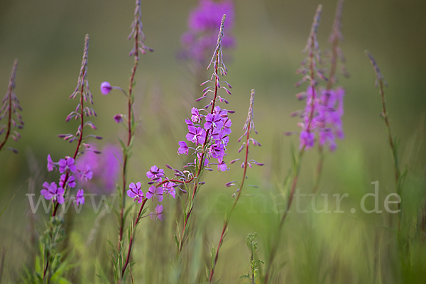 Schmalblättriges Weidenröschen (Epilobium angustifolium)