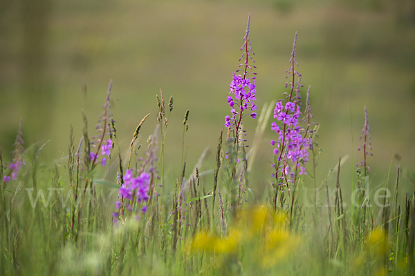 Schmalblättriges Weidenröschen (Epilobium angustifolium)