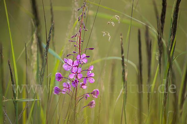 Schmalblättriges Weidenröschen (Epilobium angustifolium)