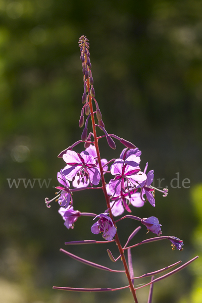 Schmalblättriges Weidenröschen (Epilobium angustifolium)