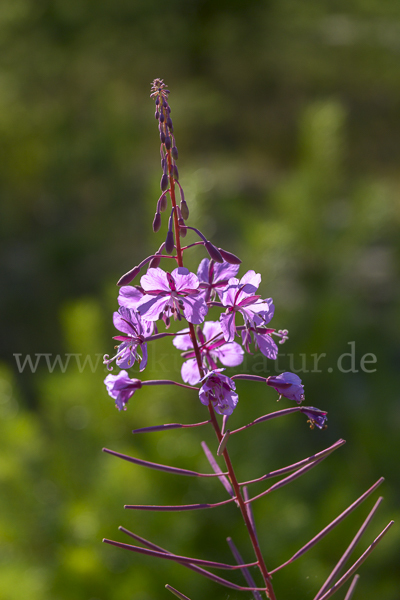 Schmalblättriges Weidenröschen (Epilobium angustifolium)