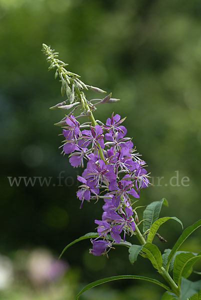 Schmalblättriges Weidenröschen (Epilobium angustifolium)