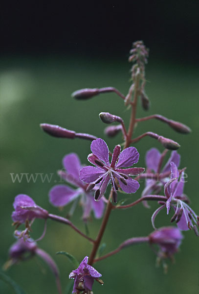 Schmalblättriges Weidenröschen (Epilobium angustifolium)