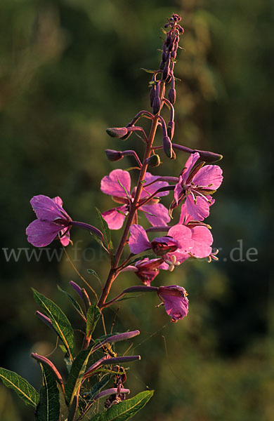 Schmalblättriges Weidenröschen (Epilobium angustifolium)