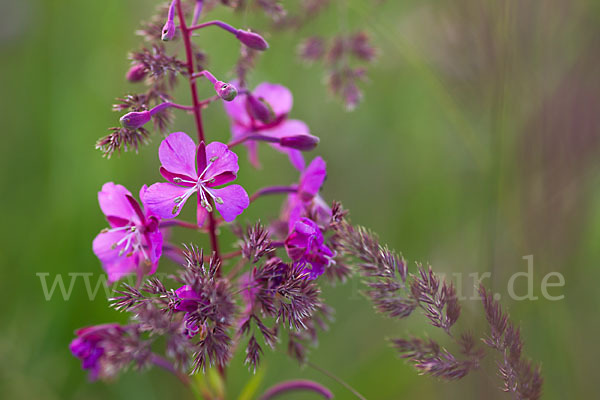 Schmalblättriges Weidenröschen (Epilobium angustifolium)