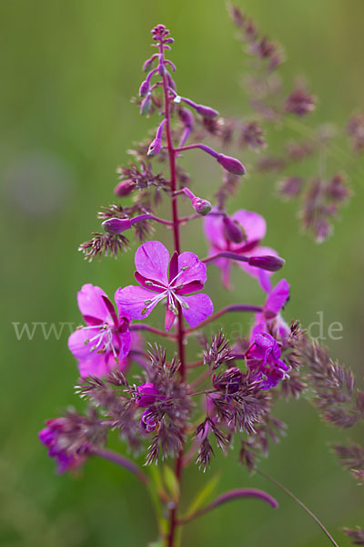 Schmalblättriges Weidenröschen (Epilobium angustifolium)