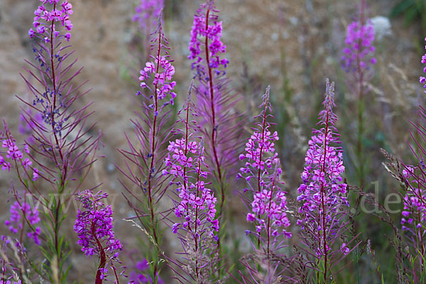 Schmalblättriges Weidenröschen (Epilobium angustifolium)