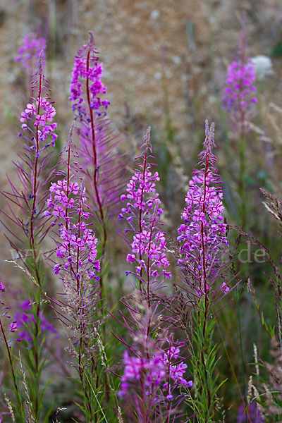 Schmalblättriges Weidenröschen (Epilobium angustifolium)