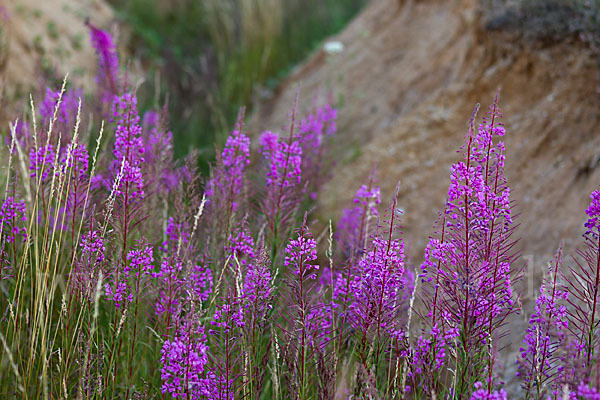 Schmalblättriges Weidenröschen (Epilobium angustifolium)