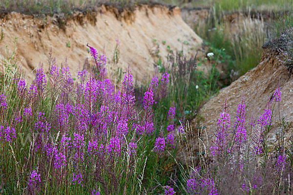 Schmalblättriges Weidenröschen (Epilobium angustifolium)