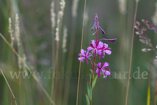 Schmalblättriges Weidenröschen (Epilobium angustifolium)