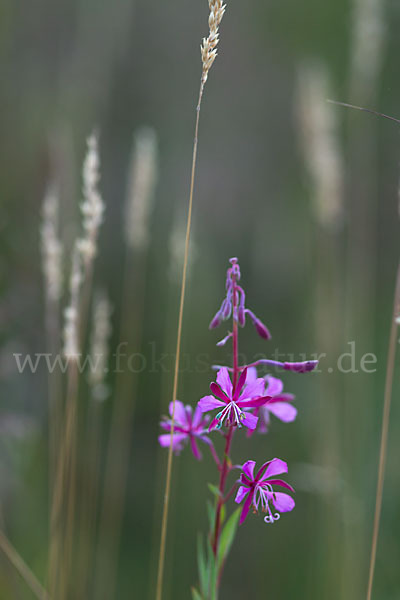 Schmalblättriges Weidenröschen (Epilobium angustifolium)