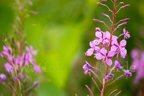 Schmalblättriges Weidenröschen (Epilobium angustifolium)