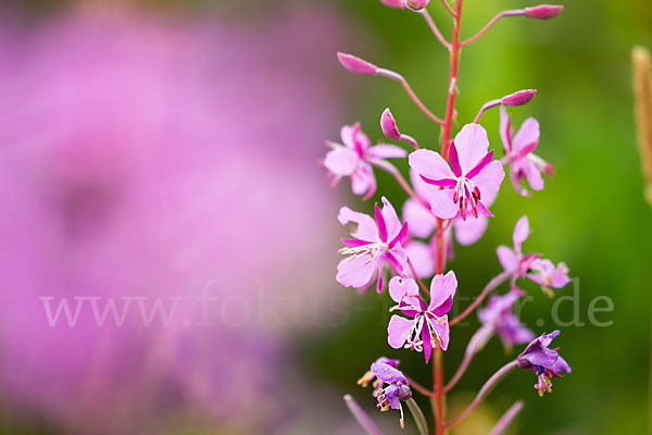 Schmalblättriges Weidenröschen (Epilobium angustifolium)