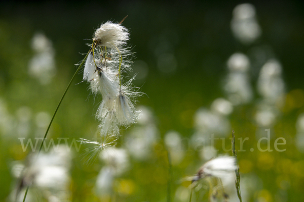 Schmalblättriges Wollgras (Eriophorum angustifolium)