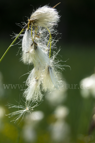 Schmalblättriges Wollgras (Eriophorum angustifolium)