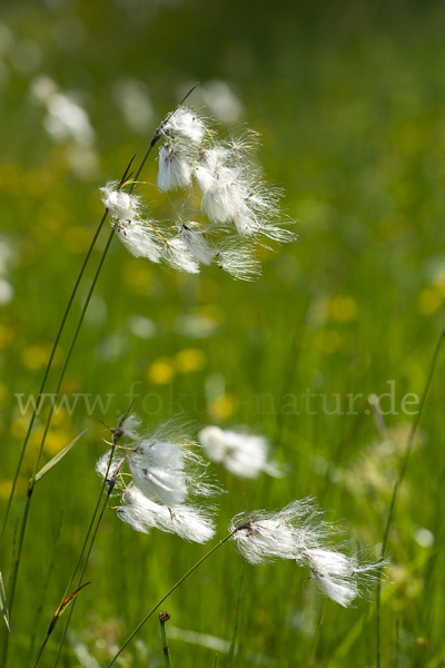 Schmalblättriges Wollgras (Eriophorum angustifolium)