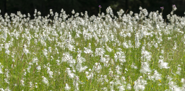 Schmalblättriges Wollgras (Eriophorum angustifolium)