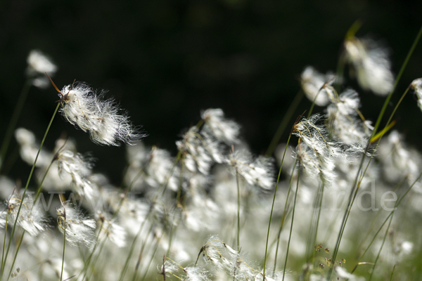 Schmalblättriges Wollgras (Eriophorum angustifolium)