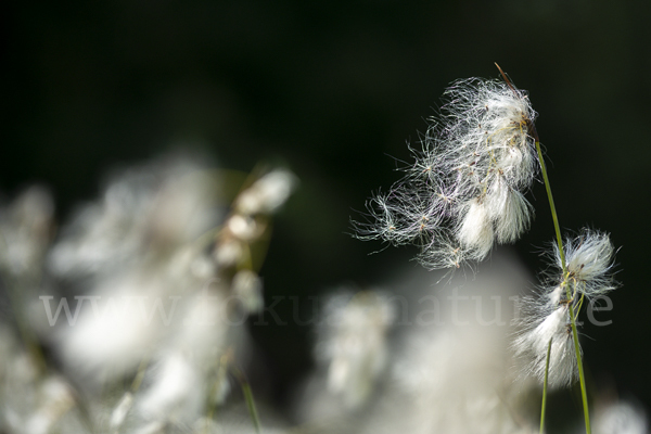 Schmalblättriges Wollgras (Eriophorum angustifolium)