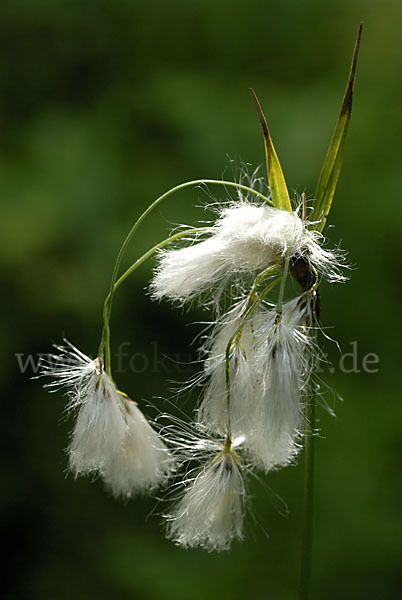 Schmalblättriges Wollgras (Eriophorum angustifolium)