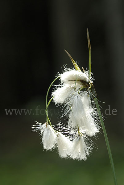 Schmalblättriges Wollgras (Eriophorum angustifolium)