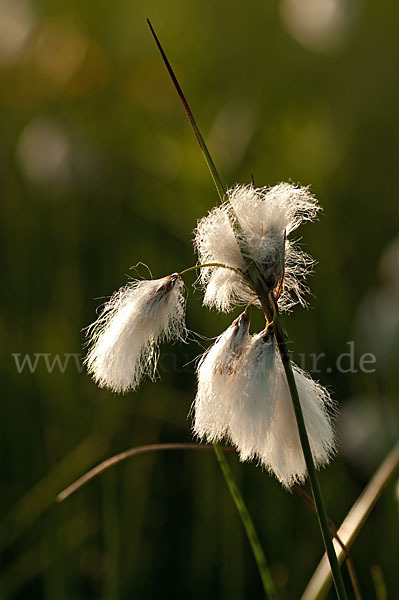 Schmalblättriges Wollgras (Eriophorum angustifolium)