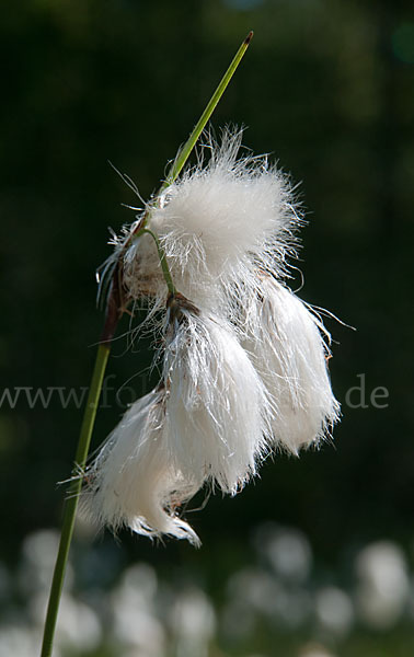 Schmalblättriges Wollgras (Eriophorum angustifolium)