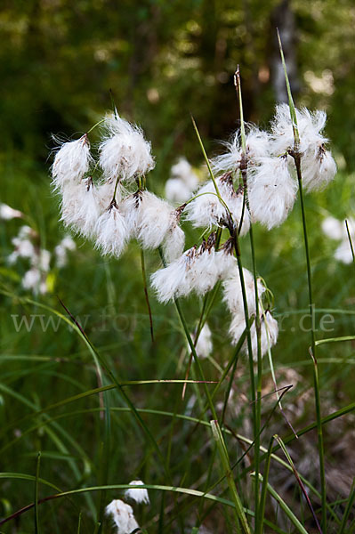 Schmalblättriges Wollgras (Eriophorum angustifolium)