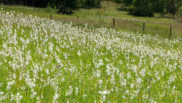 Schmalblättriges Wollgras (Eriophorum angustifolium)