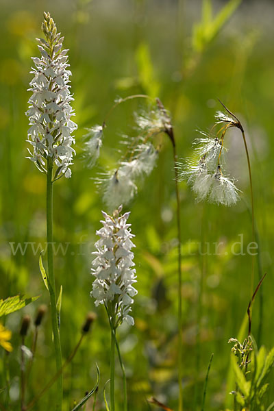 Schmalblättriges Wollgras (Eriophorum angustifolium)