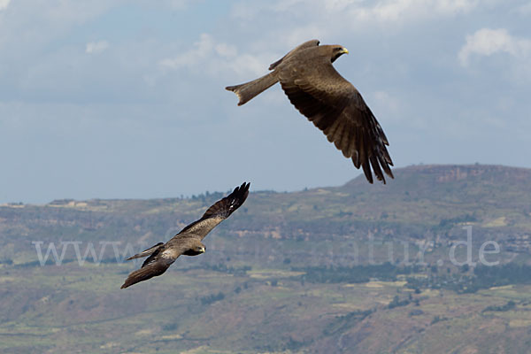 Schmarotzermilan (Milvus migrans parasitus)