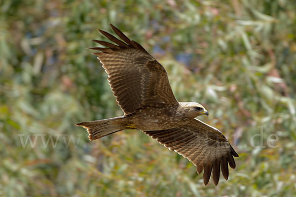 Schmarotzermilan (Milvus migrans parasitus)