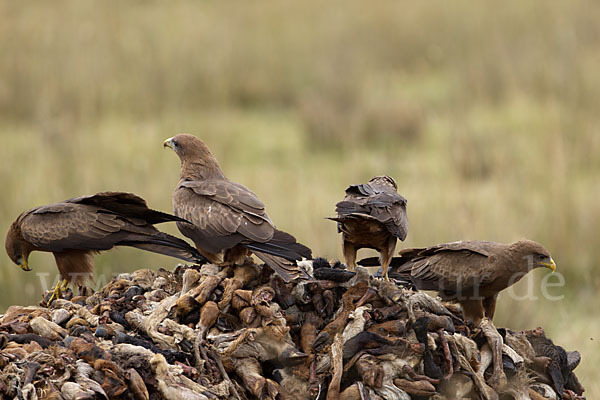 Schmarotzermilan (Milvus migrans parasitus)