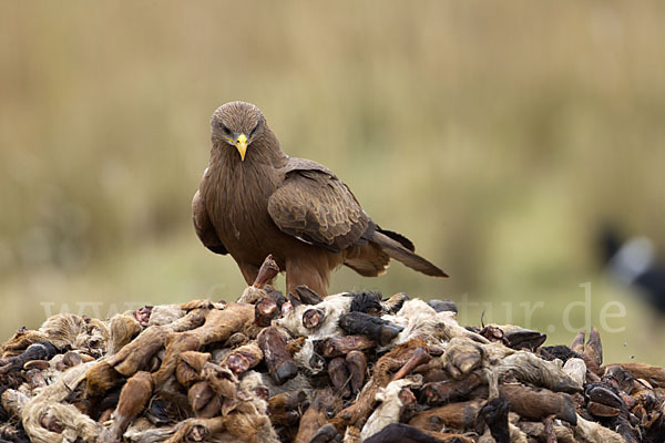 Schmarotzermilan (Milvus migrans parasitus)