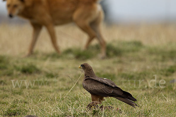 Schmarotzermilan (Milvus migrans parasitus)