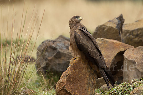 Schmarotzermilan (Milvus migrans parasitus)