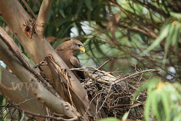 Schmarotzermilan (Milvus migrans parasitus)