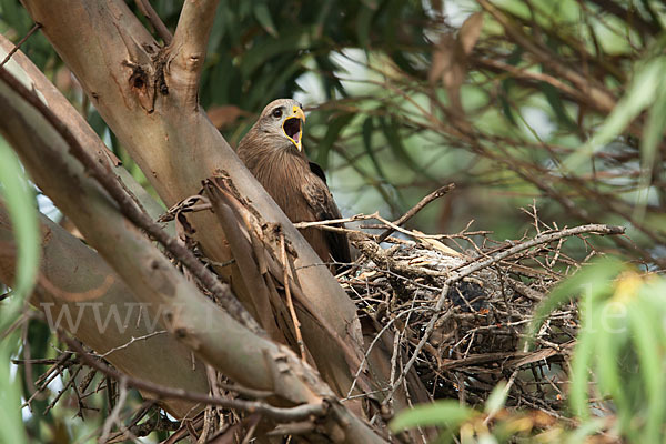 Schmarotzermilan (Milvus migrans parasitus)