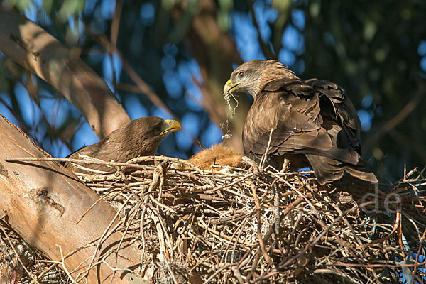 Schmarotzermilan (Milvus migrans parasitus)