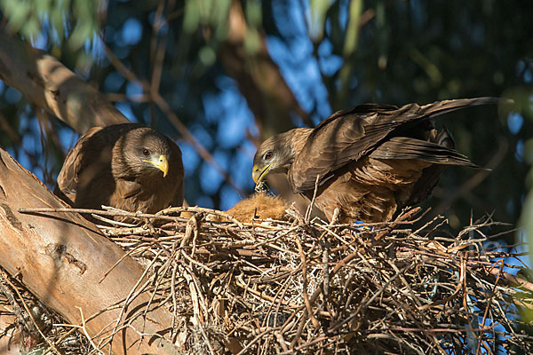 Schmarotzermilan (Milvus migrans parasitus)